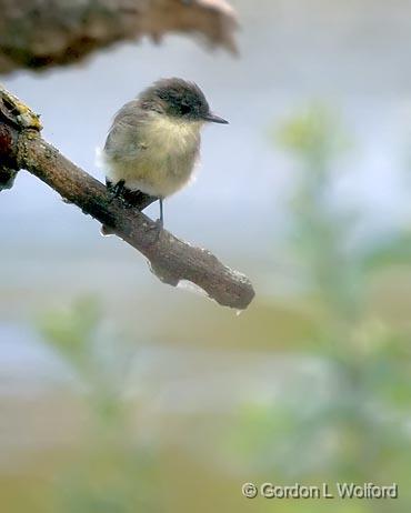 Eastern Phoebe_51748.jpg - Eastern Phoebe (Sayornis phoebe) photographed at Ottawa, Ontario, Canada.